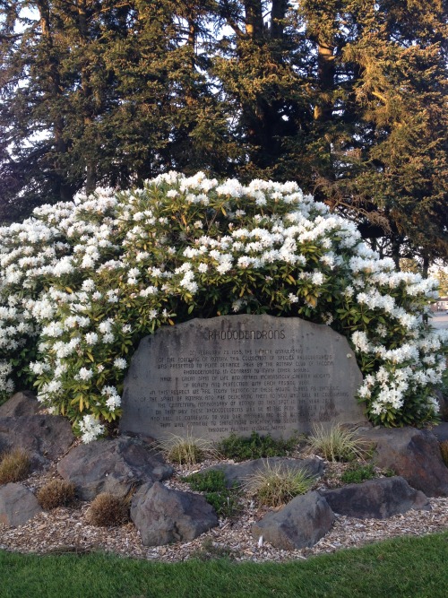 floweringplants:pretty white flowers from yesterday’s adventure