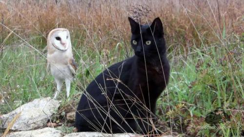 feather-haired:  Normally when a black cat encounters a barn owl, one would expect the barn owl to wind up dinner or gone (if the owl is lucky). But like all things in nature there are sometimes special exceptions, and this video is definitely one of