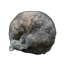 regalvoid