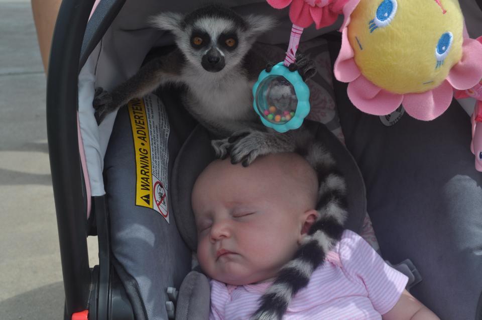 arse-moriendi:  awwww-cute:  My friend had her daughters at a zoo when she heard,