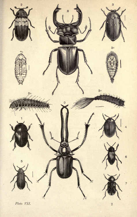 nemfrog: Coleoptera. Elementary text-book of entomology. 1885.Internet Archive