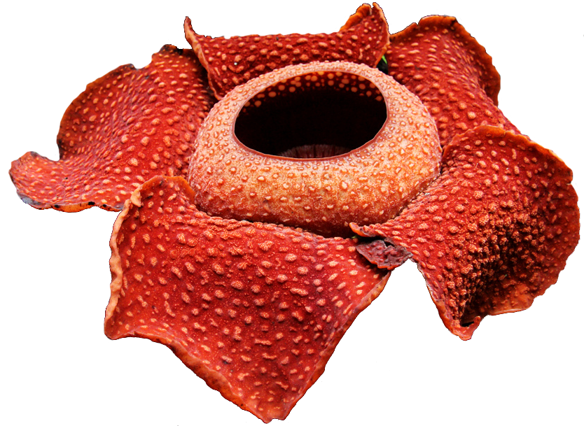 transparent-flowers:   Rafflesia arnoldii.    Its a fucking vileplume!!!