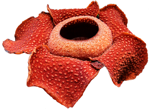 transparent-flowers:

Rafflesia arnoldii. THE LARGEST FLOWER IN THE WORLD.
(I remember these popped up in my town in Animal Crossing haha) 