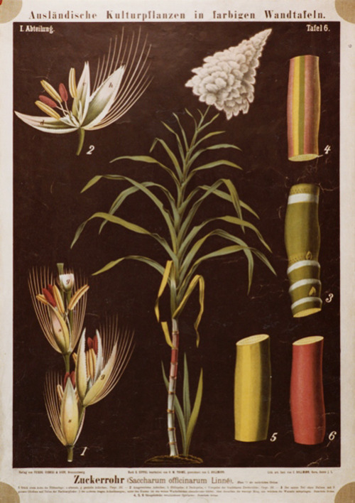 Coffee, Cacao, Peanuts, Sugar and Mango: German Botanical Teaching Posters, n.d. Botany Archives of 