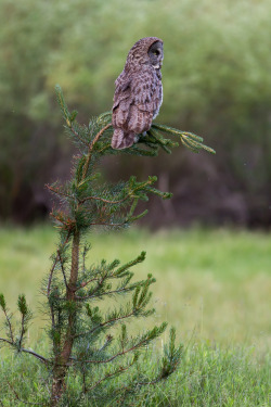 90377:   	Great Gray Owl (male) by Ken Shults