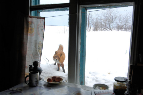 russianculture:


Life in the Taiga | 

Kronotsky Nature Reserve #if you are cold he is cold