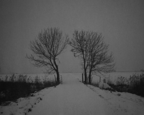 Robert Peek, Trees in the Snow, 2013