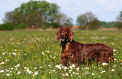 Paws-Down:  Irish Setter.