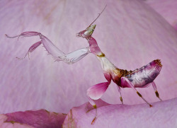boudhabar:orchid mantis
