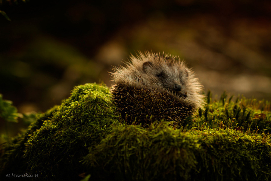 creatures-alive:   waking up by Mariska Boertjens 