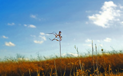 wordrummager:  &ldquo;wavering&rdquo;  this is me, wavering  not bowed by wind  but dancing in the sun 