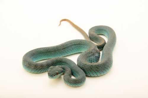 Joel Sartore (American, based Lincoln, NB, USA) - A white-tipped island pitviper (Trimeresurus Insul