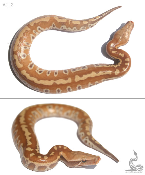 fimbry:The albino hatchlings! Python brongersmai 
