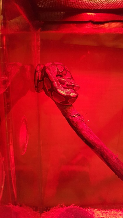 almond-doo:He likes his new stick