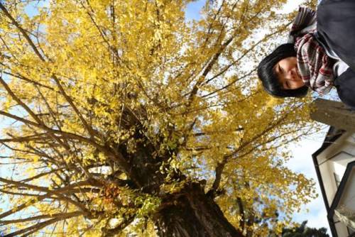 おはよう！ 長野県は紅葉まっさかり もう散っちゃってるかも きれいな銀杏の木 みとれて立ちすくんで 寒かったけど 楽しかった 月のはじめの思い出 ・ #長野県 #安曇野 #信州 #信州そば #秋 #a
