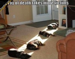 giantgag:  The Ray Of Death Takes More VictimsClick the pic to see full content!Follow :@GiantGag