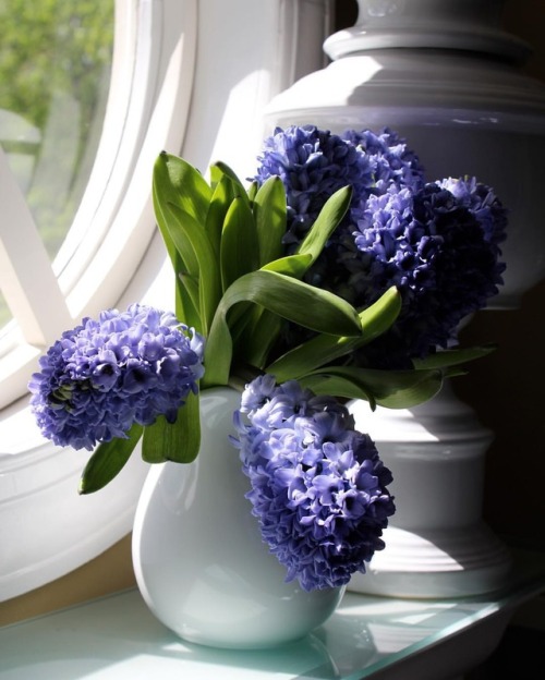 marjennings:There’s nothing better than the beauty and the fragrance of hyacinths.#lifeonmars #martv