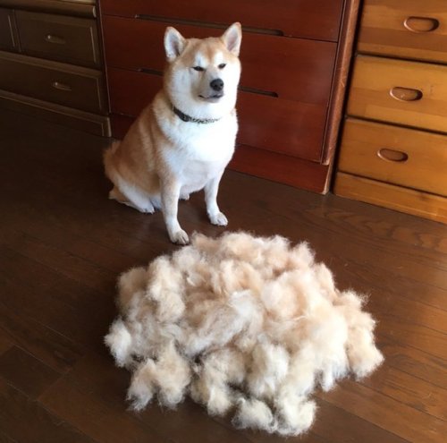 babyanimalgifs:LOOK AT HIM