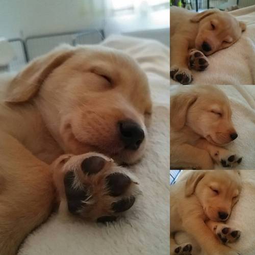 #sleepingbeauty #puppy #instapets #lablove #worldoflabs #firstdog #inlove #sleepy #laboftheday #labr