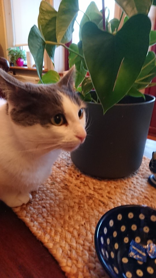 Only For @battlvann: My Mother In Laws Cat. Mmir The Mouser.