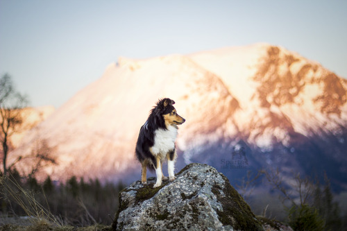 fjordfolk:We don’t really get time for much more than casual sunset walks these days, but they