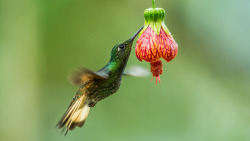 sapphire1707:Hummingbird | by RitaCaluori | http://ift.tt/1DUu3O3