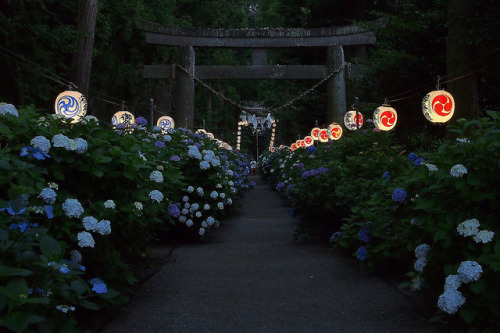 fuckyeahjapanandkorea:  An approach that is illuminated by paper lanterns by photoholic image  