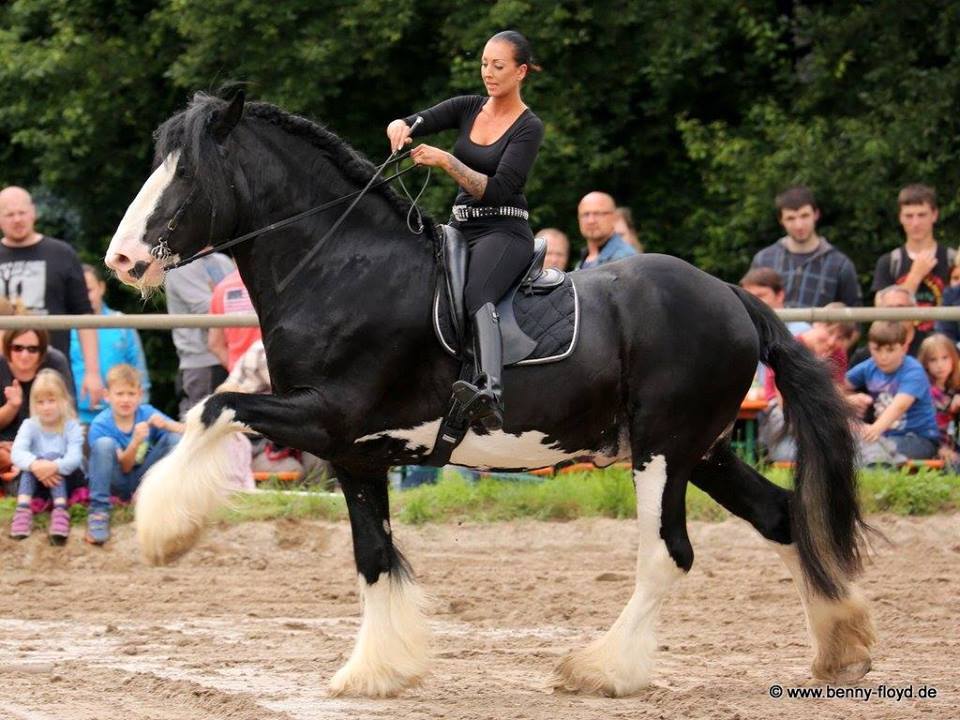 deadinsidedressage:  all-the-horses: Bickers Court Oscar Trelow Commodore x Barwood