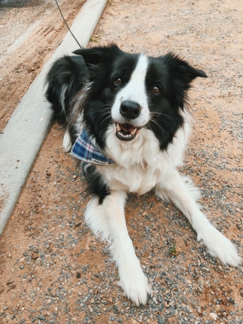 handsomedogs: Saxon would like a few minutes of your time to talk about treats.