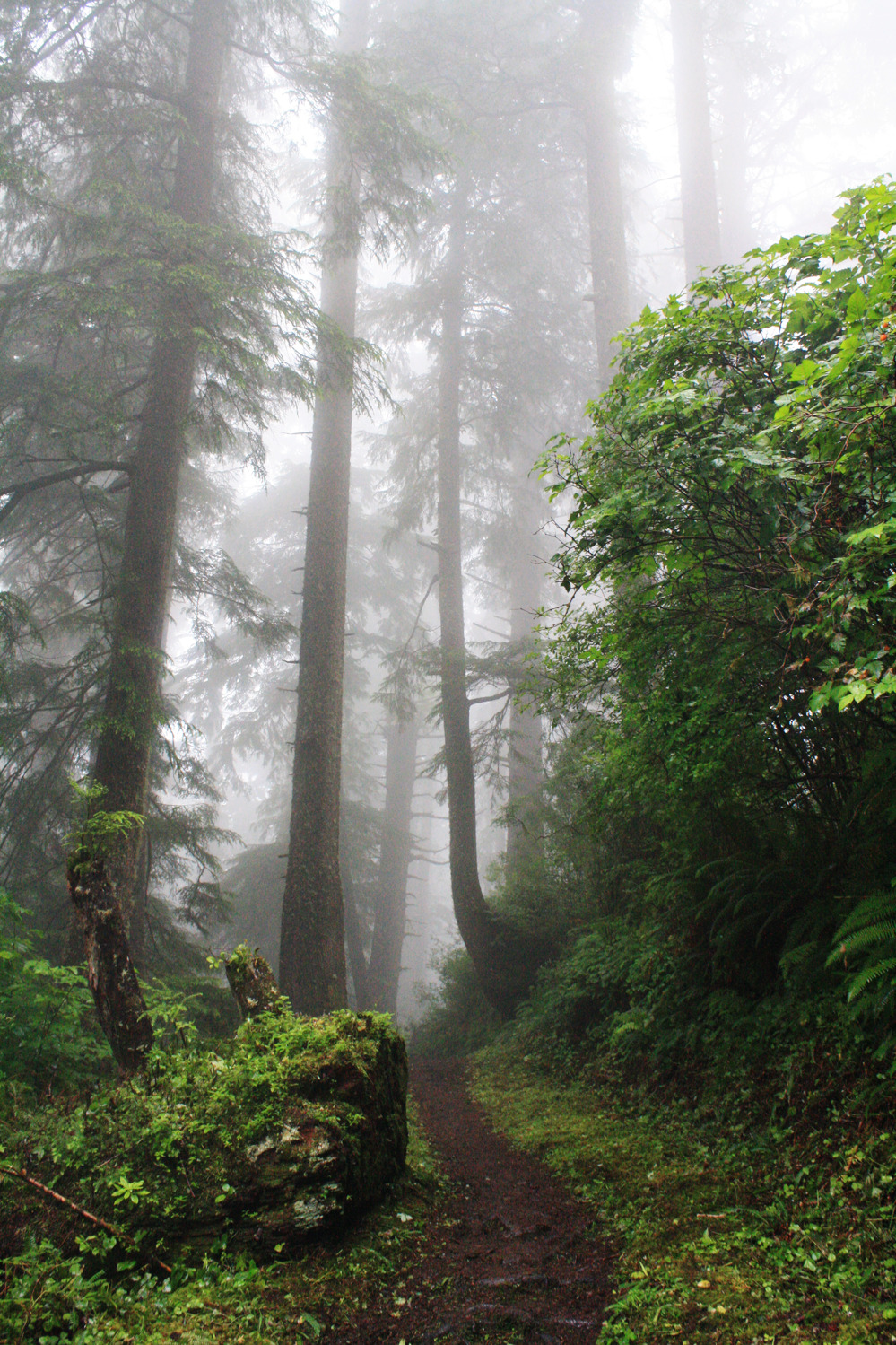bright-witch:  Oregon Coast Temperate Forest, photographed by me.