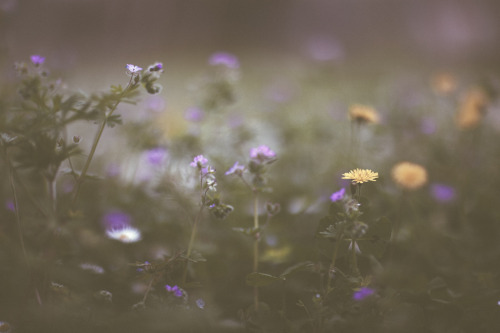 elenamorelli:{ daydreaming on a springtime meadow }