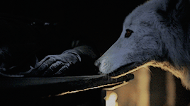 daburupurei:“The runt of the litter. That one’s yours, Snow”