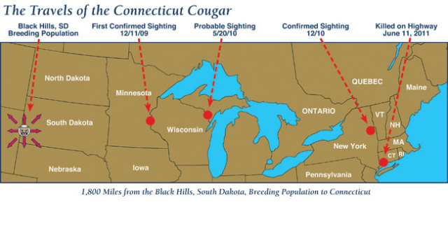 a map of the eastern united states showing five locations: the south dakota area the cougar came from, three increasingly eastward sites where he was seen on camera traps, and the site in conneticut where he died