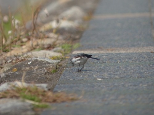 ハクセキレイ   japanese pied wagtailTown Birds ～ 街の鳥  ArchiveTown Sparrow ～ 街のすずめ　Archive