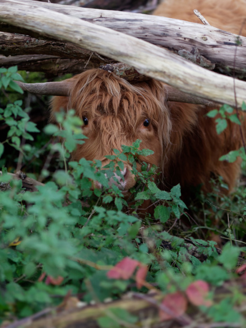 klaascows