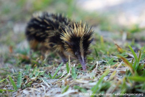 cool-critters:Lowland streaked tenrec (Hemicentetes semispinosus)The lowland streaked tenrec is a sm