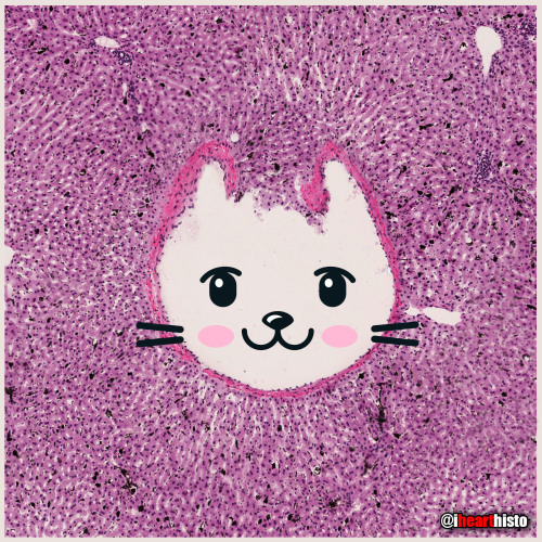  Kitty Liver Check meowt! I’m a purrfect hepatic vein surrounded by hepatic lobules!i♡histoThi