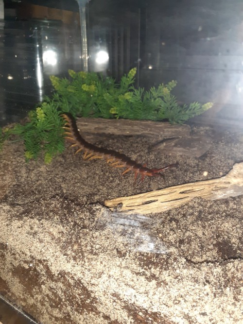 Magmar Got A Huge Enclosure Upgrade Since I Found A Tank For $10 At A Yard Sale