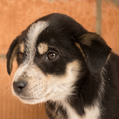 female puppy, 2 months old, Tamaz Elizbarashvili dog shelter One more happy story. This beautiful gi