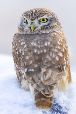 robert-dcosta:  Little owl in the snow || ©