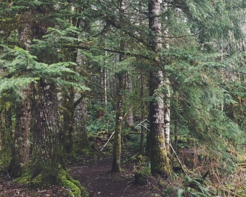 justapplyyourself:Clatsop State Forest, Oregon.