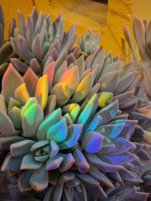 whistletown:A rainbow in my garden cast a beautiful light on my succulents! There’s no filter 