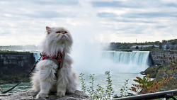 worldofthecutestcuties:  Moo at Niagara Falls