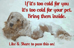 crazystarlightstranger:  lovejolynnblr:  This should be reblogged always  Mine don’t like going out in the cold , so no need to bring them in . No matter the time of year , all pets should have a warm dry place to have shelter ❤️