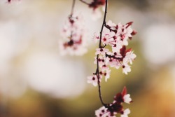 dream-bb:It’s the cherry blossom season.