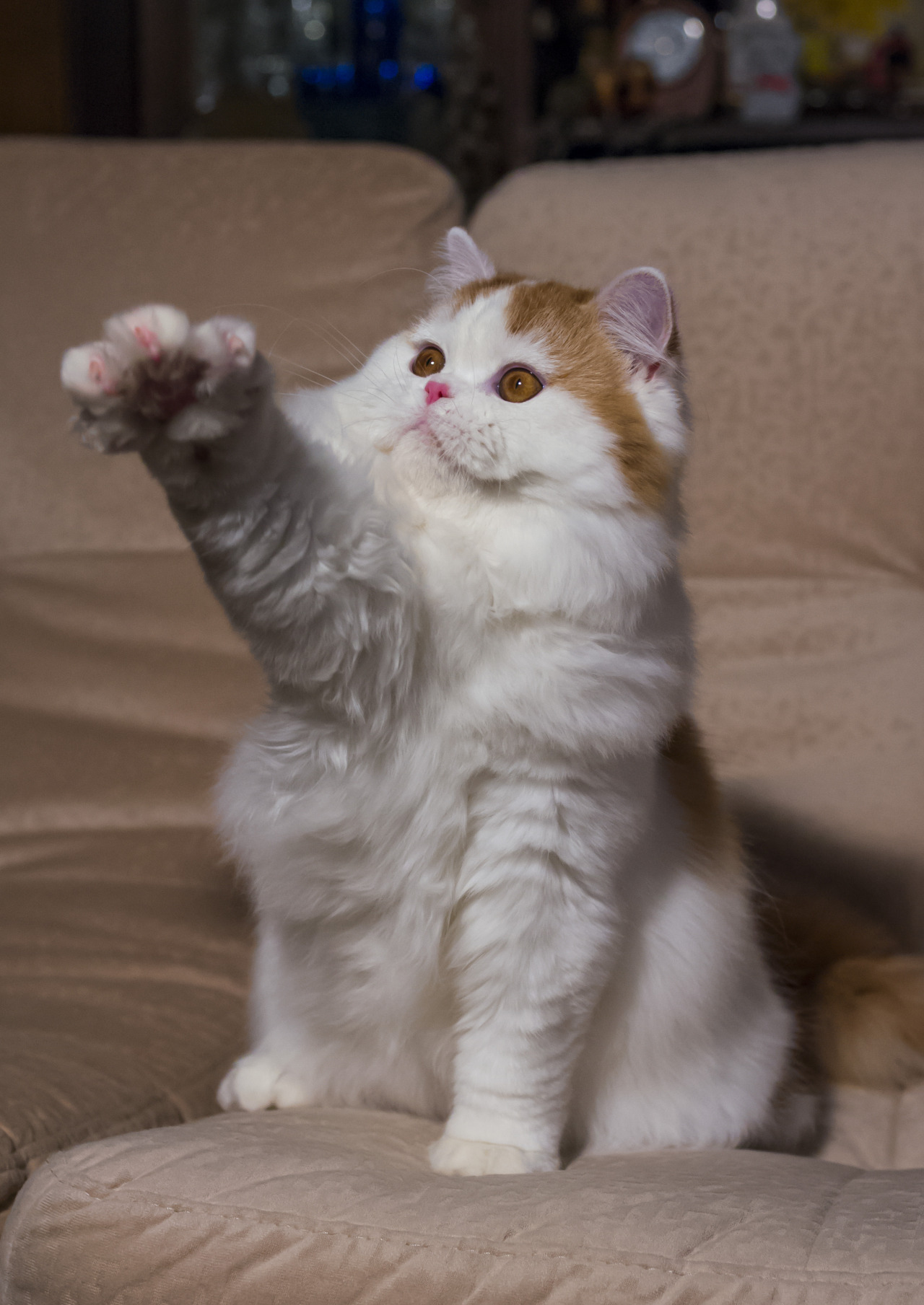 mostlycatsmostly:  (via stierr)