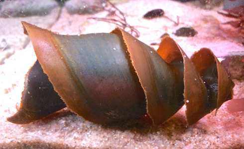 rhamphotheca:  The Horn Shark Egg Case by Julie LeibachYou won’t find this egg in any typical Easter hunt. Instead, you’ll  have to venture into rocky reefs or kelp forests off the California  coast from Santa Barbara southward, where California horn