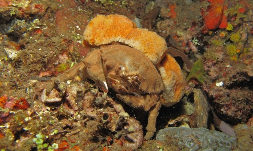 realmonstrosities: Sponge Crabs are crabs who carry a big chunk of sponge around with them wher