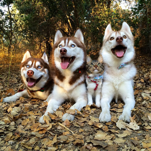 boredpanda:3 Huskies Become Best Friends With A Cat After Saving It From Dying