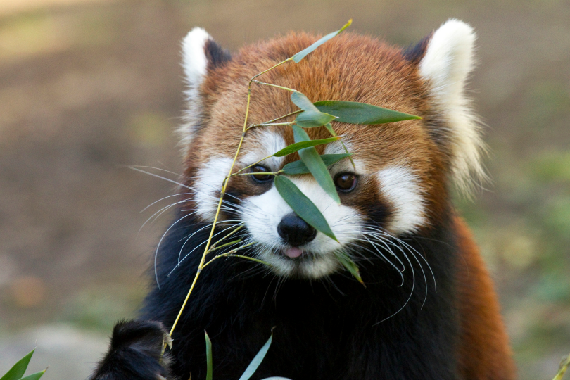 tulipnight:  Got it! by Connie Lemperle  